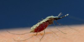 Superschimmel doodt malariamug