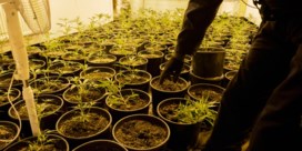 ‘Hype rond medicinale cannabis is van de pot gerukt’