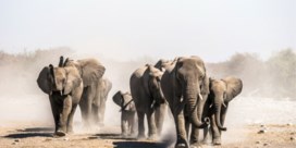 Namibië wordt door ‘ergste droogte in meer dan 90 jaar’ gedwongen 1.000 wilde dieren te veilen