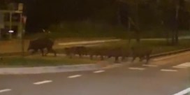 Ook everzwijnen volgen verkeersregels in Heusden-Zolder