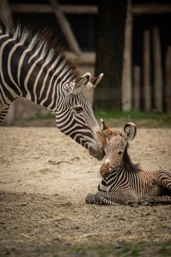 Planckendael verwelkomt pasgeboren zebra Uzuri