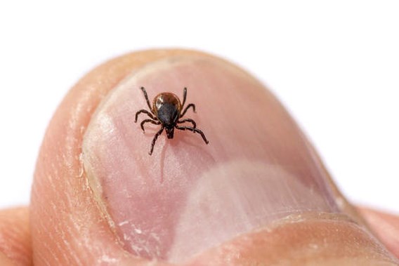ZOMERCHECK. 'Meer teken verspreiden meer ziektes in België'