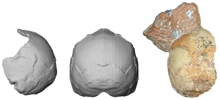 Bewijst stuk schedel dat homo sapiens veel eerder naar Europa trok dan gedacht?