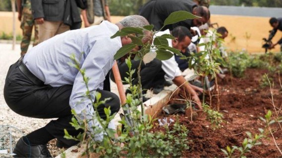 Ethiopië plant meer dan 200 miljoen bomen op één dag tegen klimaatverandering