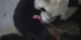 Twee panda’s geboren in Pairi Daiza