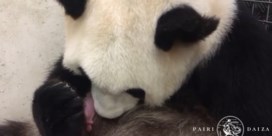 Nieuw filmpje van babypanda toont tedere momenten met Hao Hao