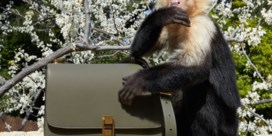 Yves Saint Laurent op de vingers getikt voor opvoeren aapje