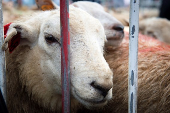 56 procent minder dieren geslacht tijdens Offerfeest