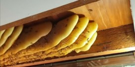 Honingraat van 50 kilogram verwijderd uit plafond van woning