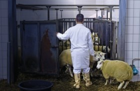Nieuw op 1 september: opslag voor half miljoen Vlamingen en hogere banktarieven