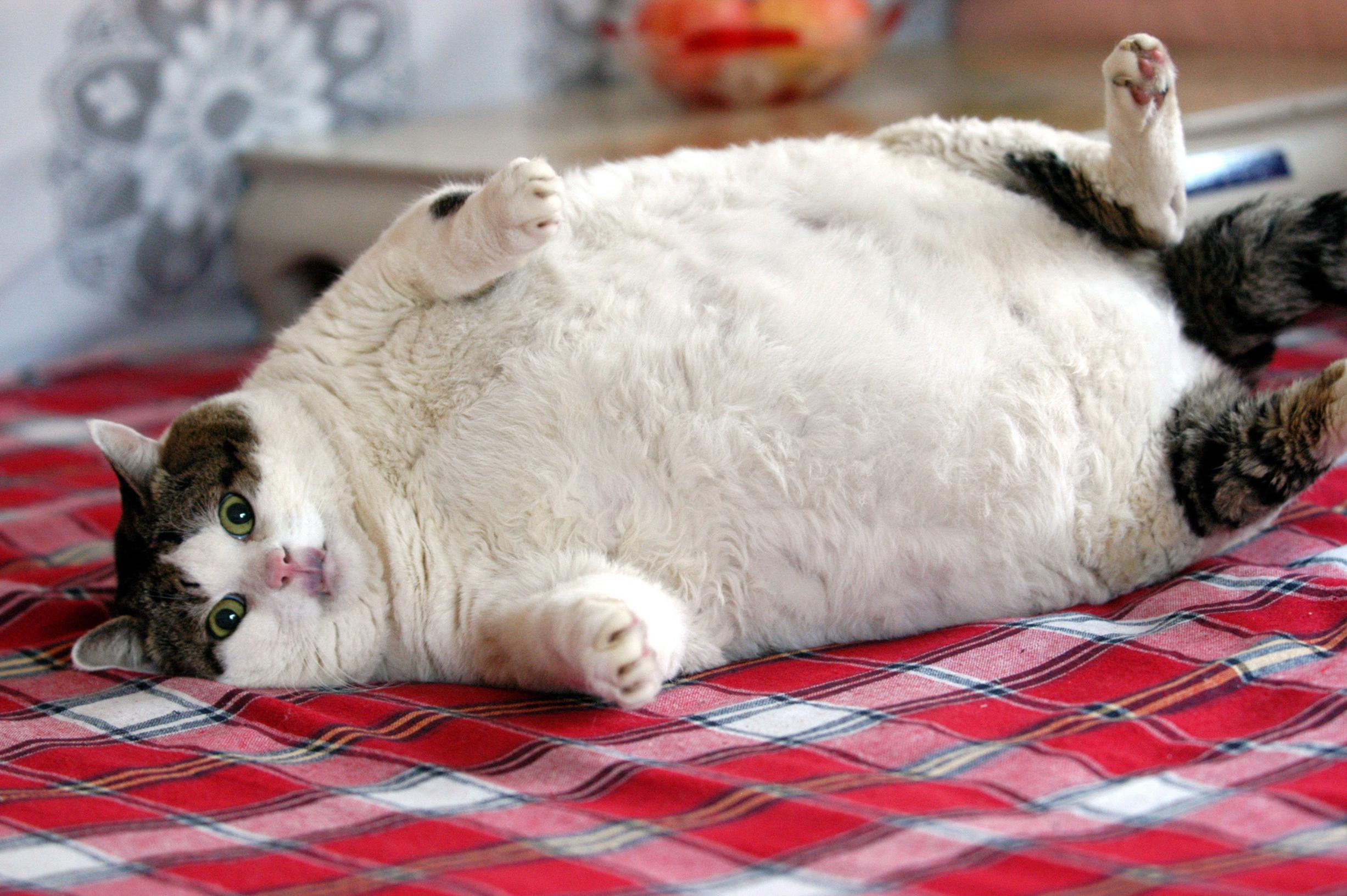 ‘schattige Dikke Katten Zijn Eigenlijk Zieke Katten De Standaard