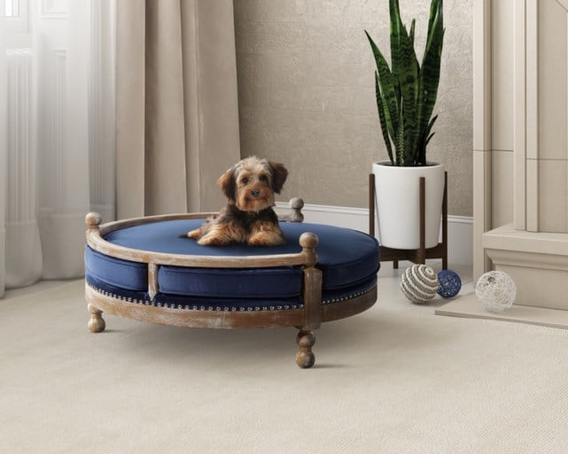Wanneer meubels voor huisdieren niet vloeken met je interieur