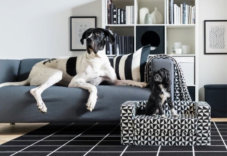 Wanneer meubels voor huisdieren niet vloeken met je interieur