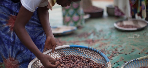 Belgische melkveehouders maken chocolademelk met Fairtrade cacao
