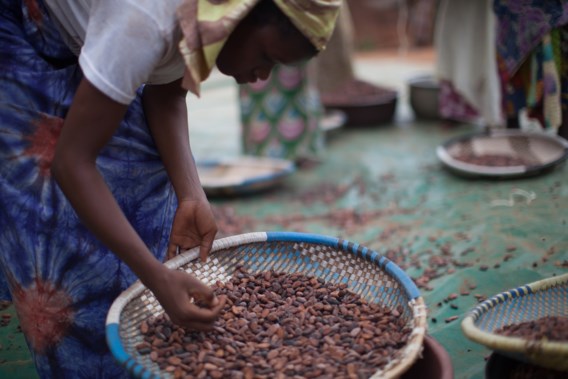 Belgische melkveehouders maken chocolademelk met Fairtrade cacao