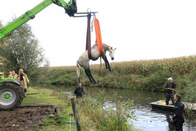 In gracht gesukkeld paard toevallig ontdekt en gered