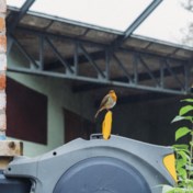 In de stad van de toekomst wonen ook wilde dieren