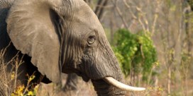 Tientallen olifanten sterven door droogte in Zimbabwe