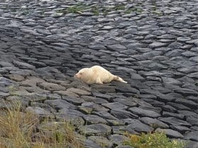 Verzwakte albino-zeehond aangetroffen op Texel