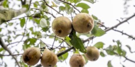 Japan wordt mogelijk nieuwe markt voor Limburgse peren