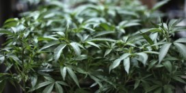 Cannabisplantage verstopt in kelder onder kippenhok
