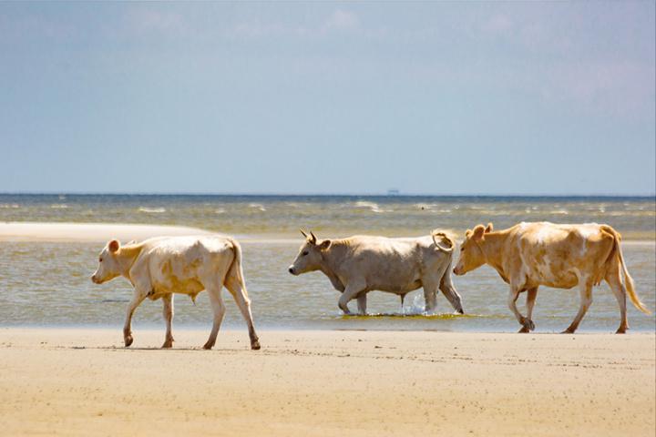 Koeien overleven orkaan Dorian en spoelen aan op eiland - De Standaard
