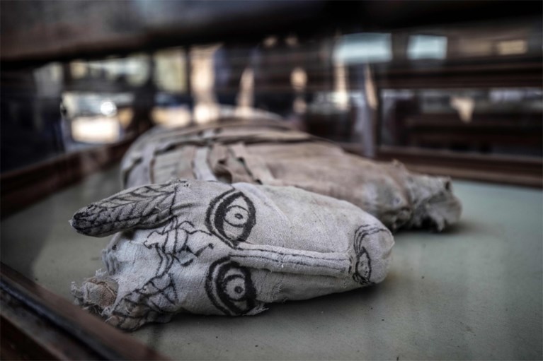 Mogelijk voor het eerst gemummificeerde leeuwenwelpjes ontdekt in Egypte