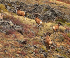 Donald Trump junior schiet zeldzaam schaap dood in Mongolië