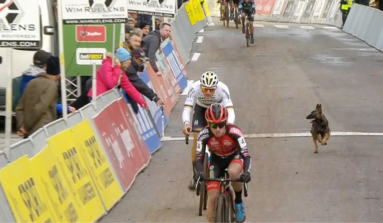 Mathieu van der Poel knoopt opnieuw aan met de zege in Druivencross Overijse, waar hond voor sensatie zorgt