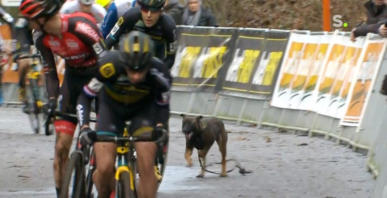 Loslopende hond zorgt voor opschudding in Druivencross