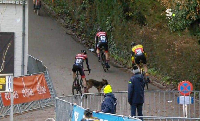 Loslopende hond zorgt voor opschudding in Druivencross