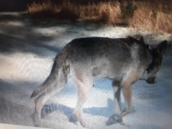 Jagersvereniging informeert haar leden over de wolf