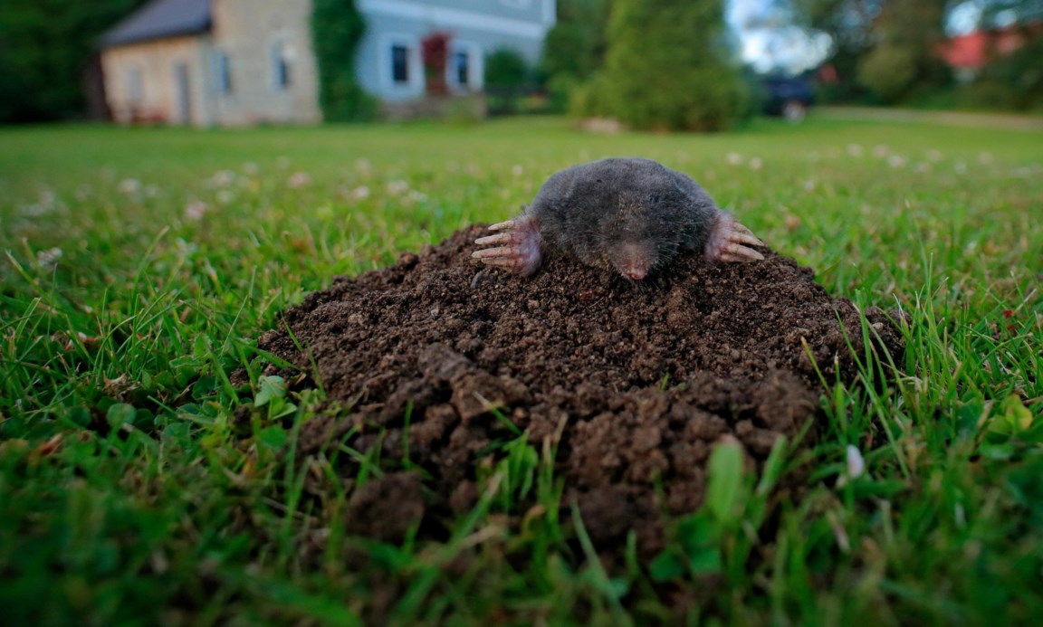 Mollen Goed Voor De Tuin