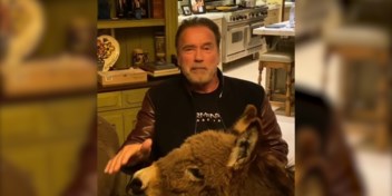 Arnold Schwarzenegger verspreidt coronaboodschap met paardje en ezel aan zijn zij