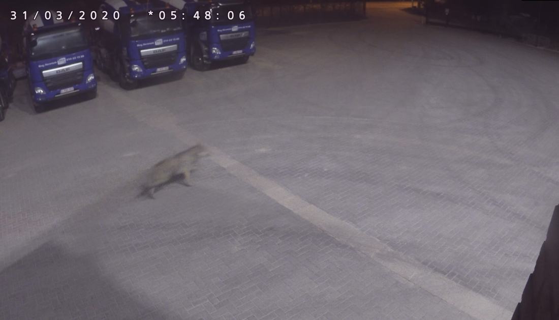 Waarnemingen van ‘minstens één nieuwe wolf’ in Antwerpse Kempen
