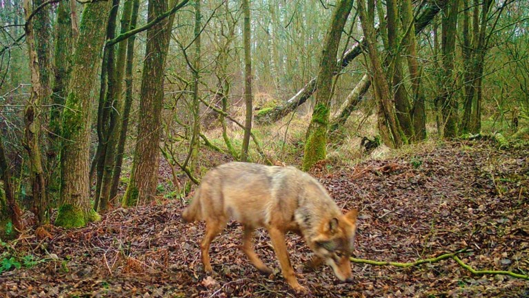 Vier nieuwe wolven in ons land: ‘België wordt wolvenkruispunt van Europa’