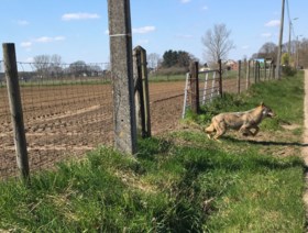 Vier nieuwe wolven in ons land: ‘België wordt wolvenkruispunt van Europa’