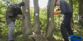 Vrijwilligers proberen beschadigde eiken te redden met houtschijfjes en veenmos