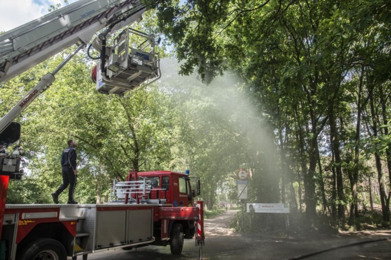 Vrijwilligers proberen beschadigde eiken te redden met houtschijfjes en veenmos