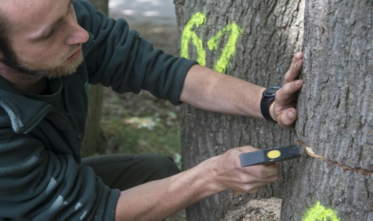 Vrijwilligers proberen beschadigde eiken te redden met houtschijfjes en veenmos