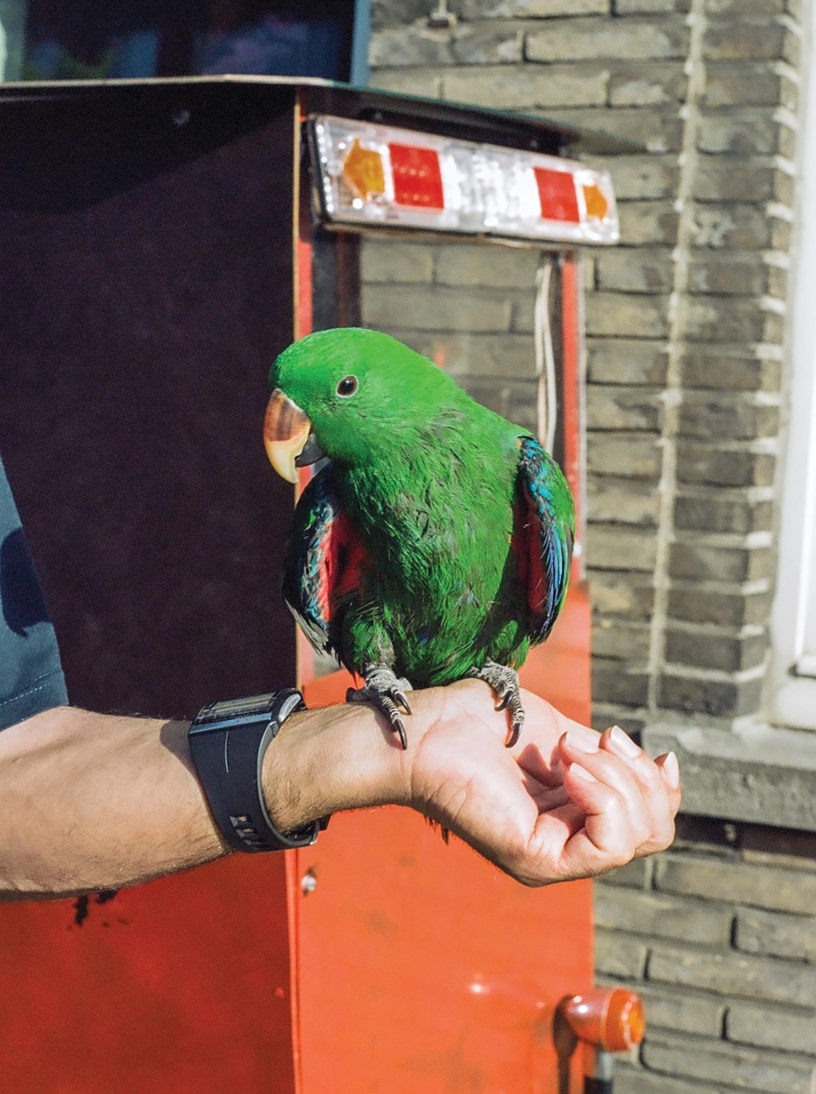 Banyan magie Oneindigheid De papegaai van Habip | De Standaard Mobile
