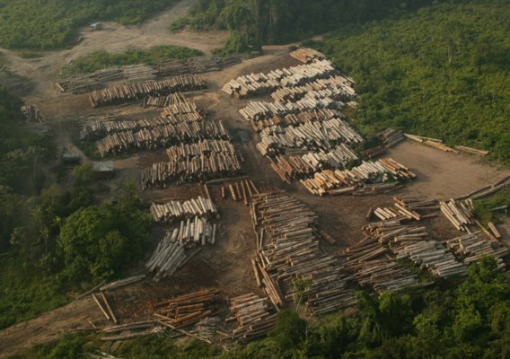 Ontbossing met 150 procent toegenomen tijdens coronacrisis