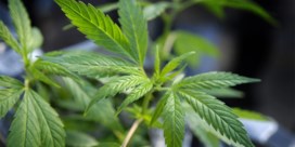 Cannabishandel opgerold in Veurne