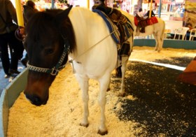 Geen pony’s of paarden meer op de kermissen