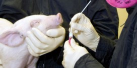 Chinezen waarschuwen voor gevaarlijke varkensgriep