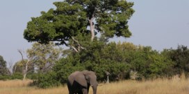 Botswana staat voor raadsel door massale olifantensterfte
