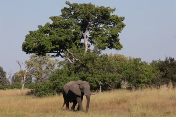 Botswana staat voor raadsel door massale olifantensterfte