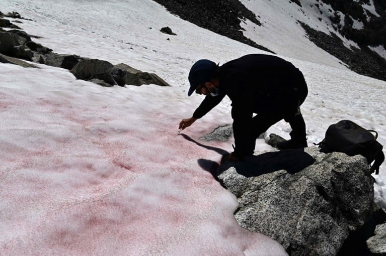 Italiaanse gletsjer slaat roze uit