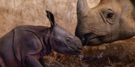 Indische neushoorn geboren in Zoo Planckendael