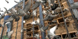 Drama in topper van de duivensport: Vlaamse organisator vergiftigt per ongeluk deelnemers